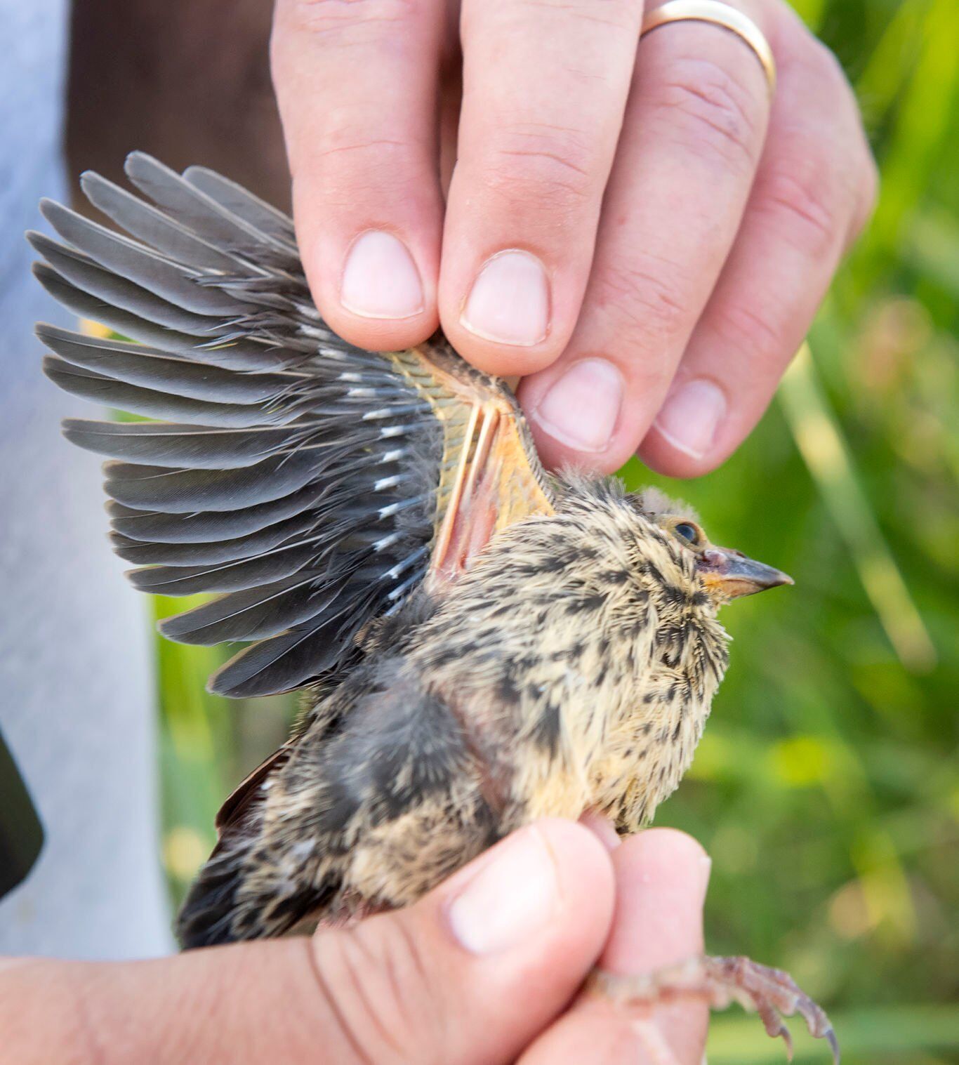 Red-winged blackbird research